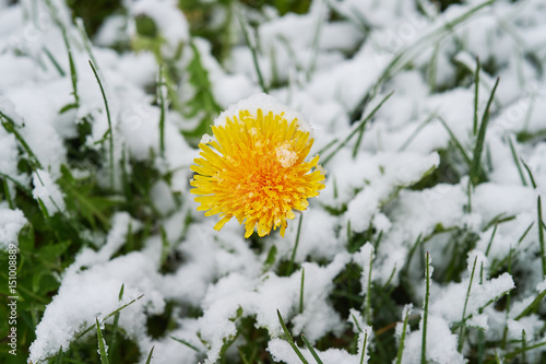 Dandelion snow photo