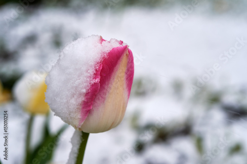 Tulips under the snow photo