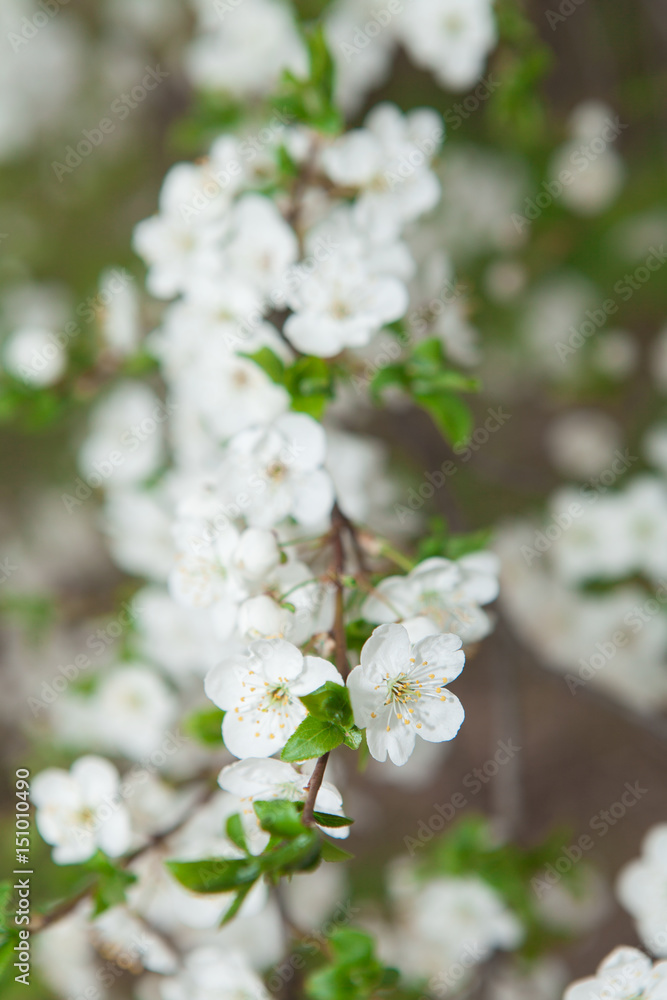 White flowers of cherry in a sunlight in the spring White flowers of cherry in a sunlight in the spring