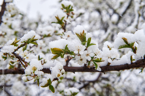 Snow-covered apple rings