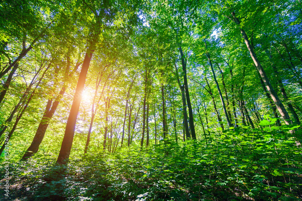 Fototapeta premium beautiful green forest