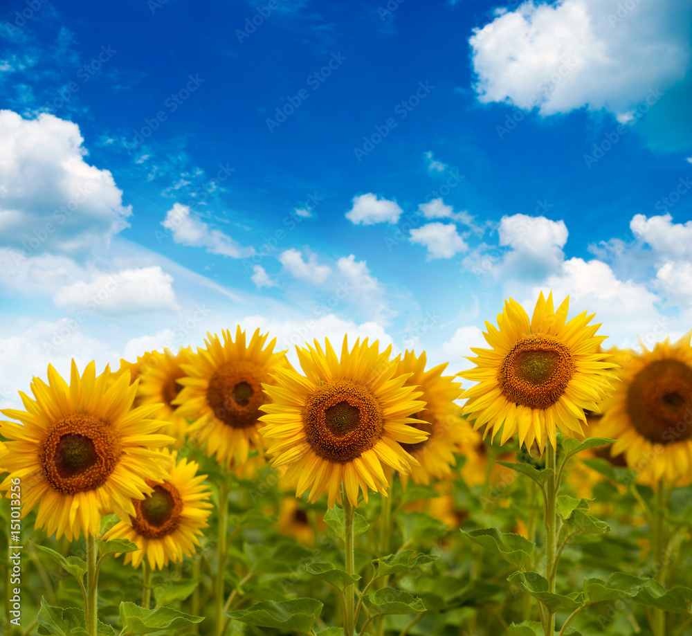 Field of flowers of sunflowers