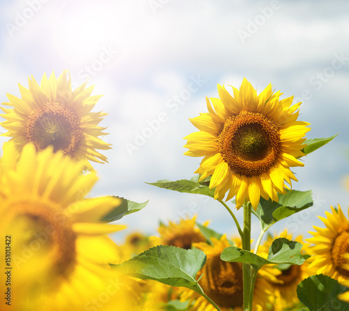 Fototapeta Naklejka Na Ścianę i Meble -  Field of flowers of sunflowers