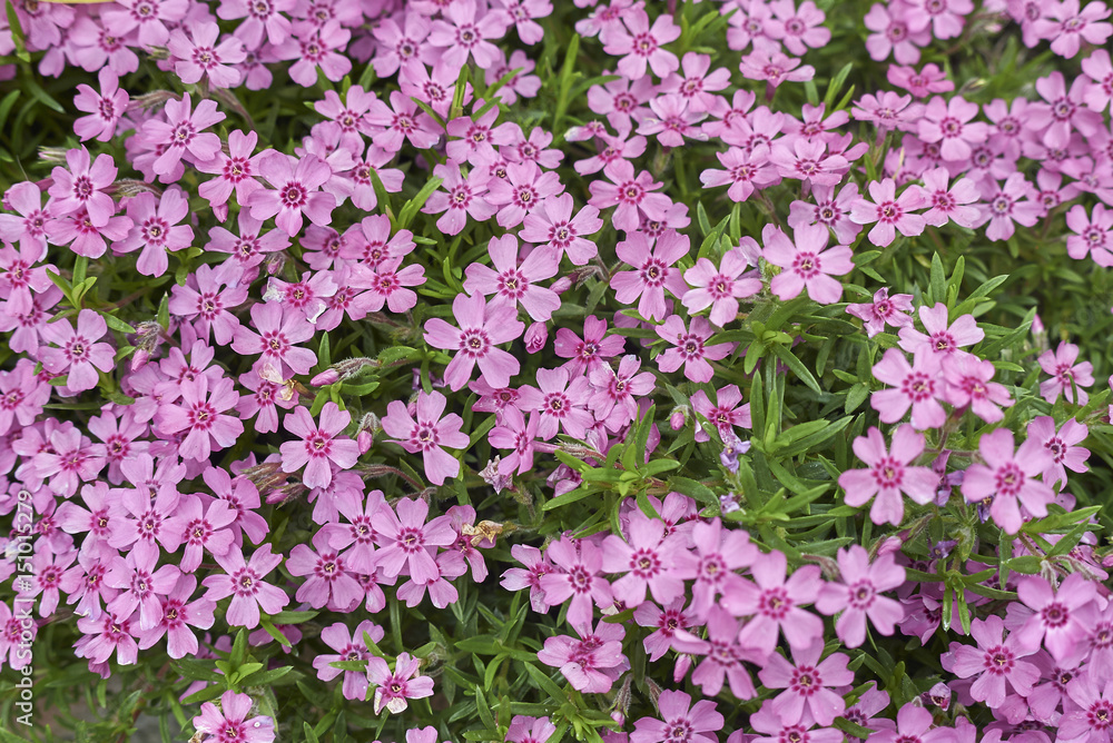 Fototapeta premium Phlox subulata