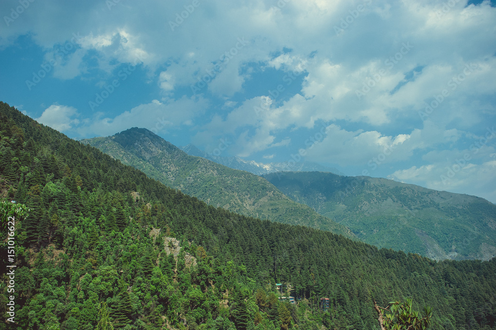 In the front: green wood on a background himalayan mountains and white clouds