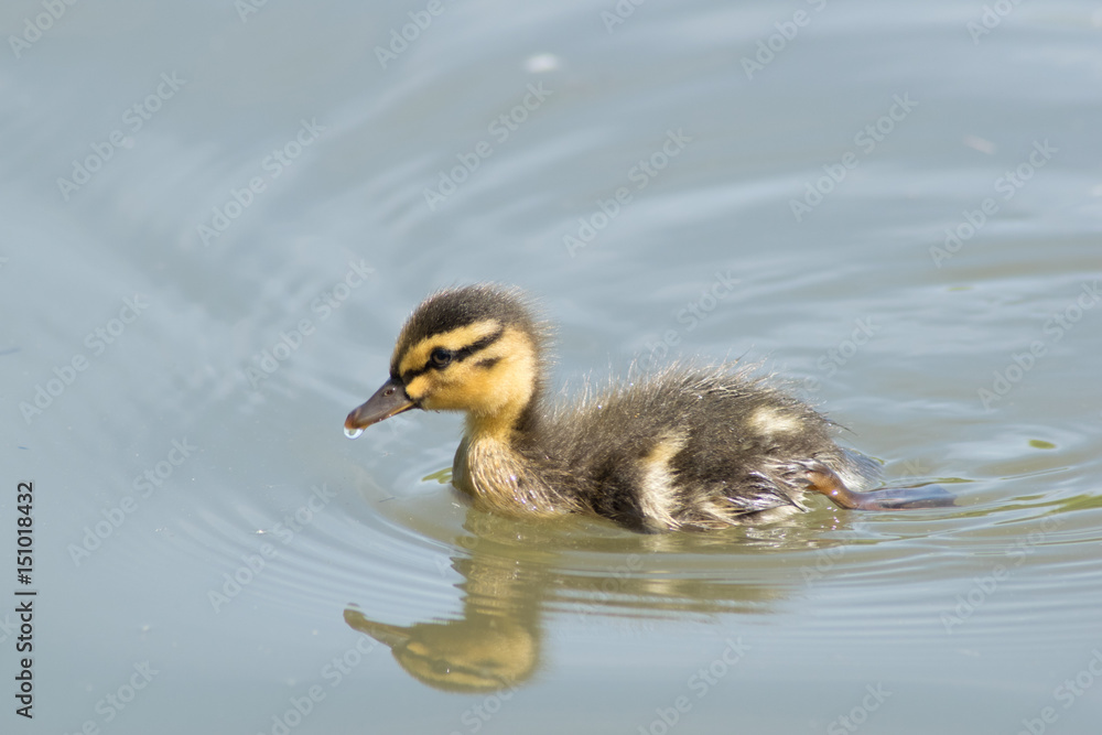 Ducking 2 Ducking 2
