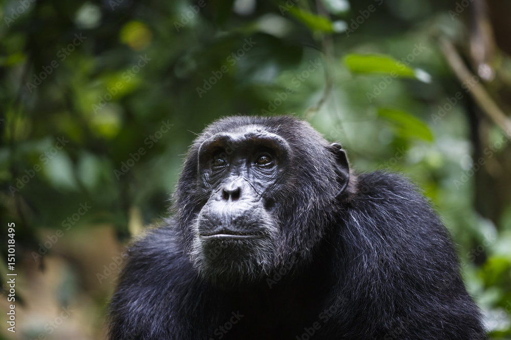Chimpanzee (Pan troglodytes), Kibale National Park, Uganda Chimpanzee (Pan troglodytes), Kibale National Park, Uganda