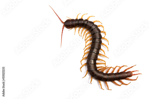 Foto Giant centipede Scolopendra subspinipes isolated on white background