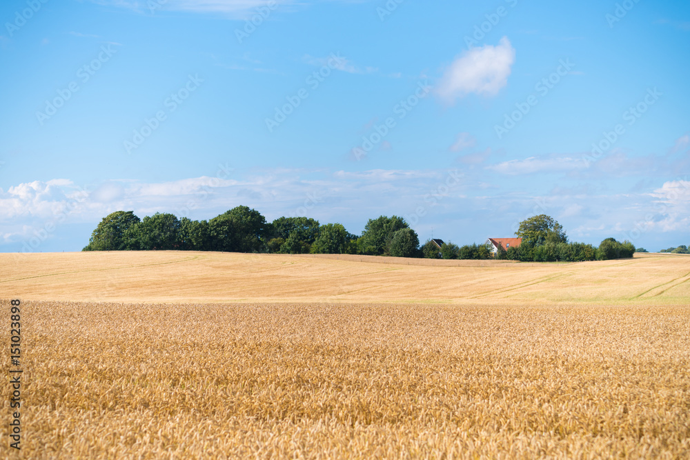 wheat field in Denmark
