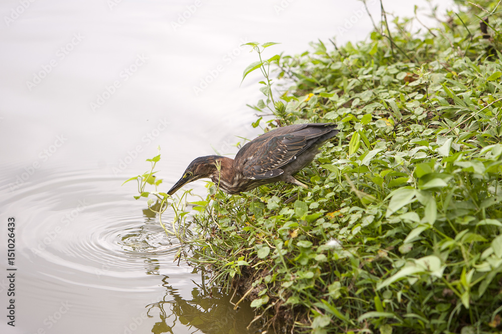 Fototapeta premium Groene reiger lokt vis met brood.