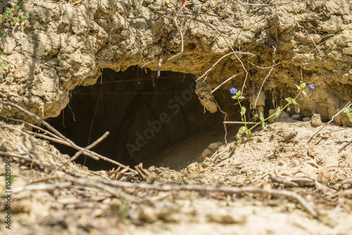 Entrance of cave dug by wild red fox