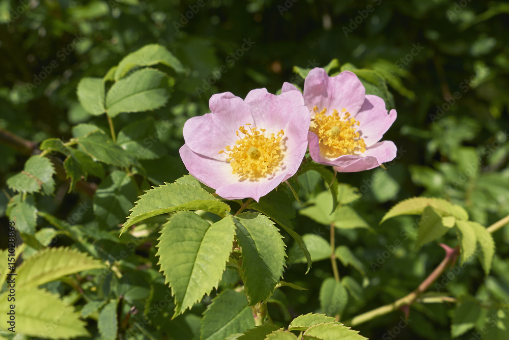 Rosa canina