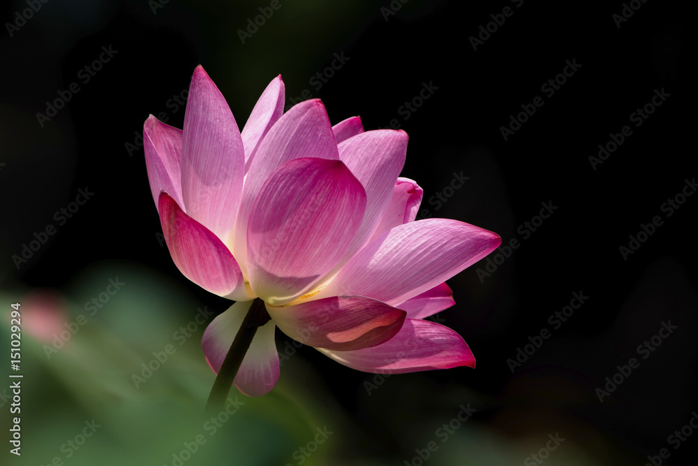 flower flower