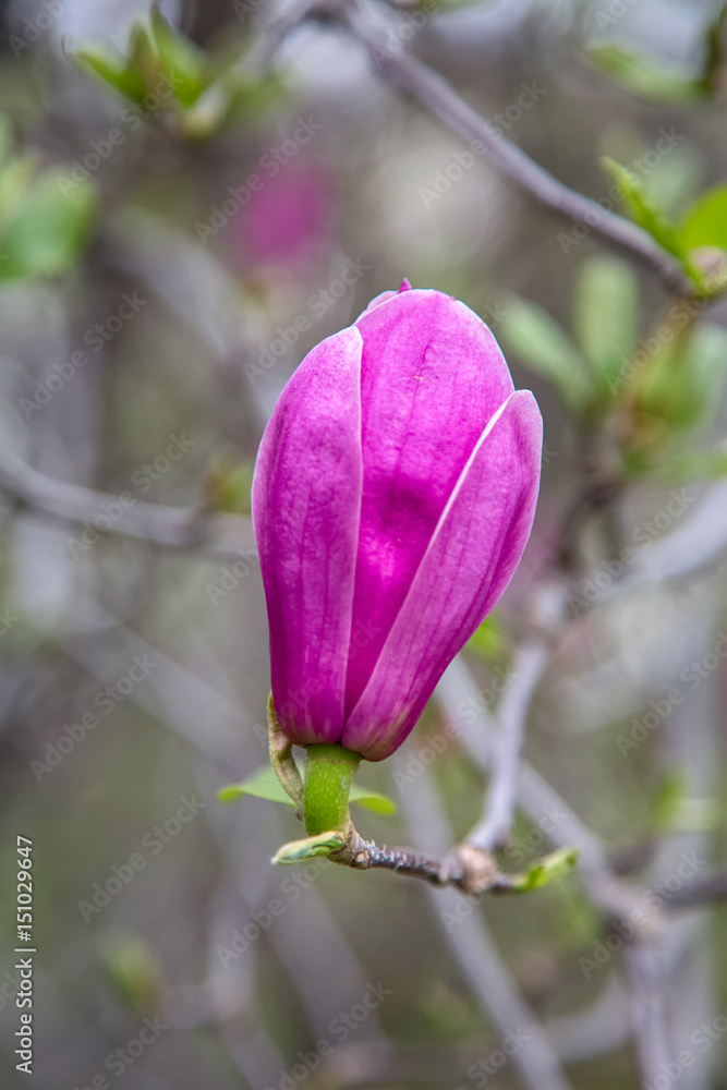 beautiful magnolia pink flowers on branches in sunny park. beautiful magnolia pink flowers on branches in sunny park.