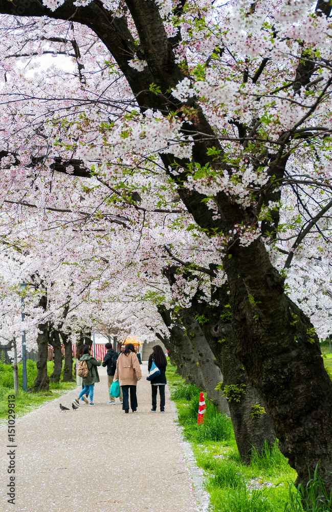 Sakuranomiya Park Okawa River , OSAKA APRIL 10 , 2017 : Okawa River cherry blossom of Osaka. There is a boat service. The beauty of the cherry blossoms. Sakuranomiya Park Okawa River , OSAKA APRIL 10 , 2017 : Okawa River cherry blossom of Osaka. There is a boat service. The beauty of the cherry blossoms.