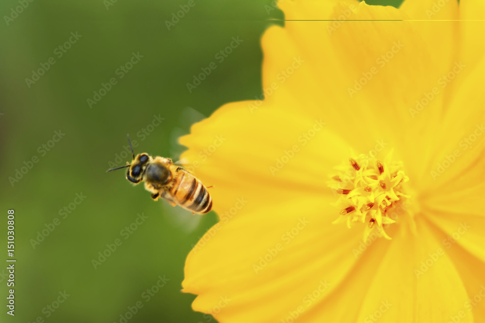 flower flower