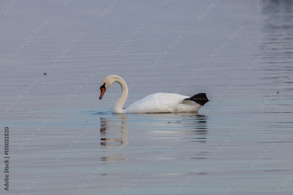 Fototapeta premium Schwäne auf der Müritz