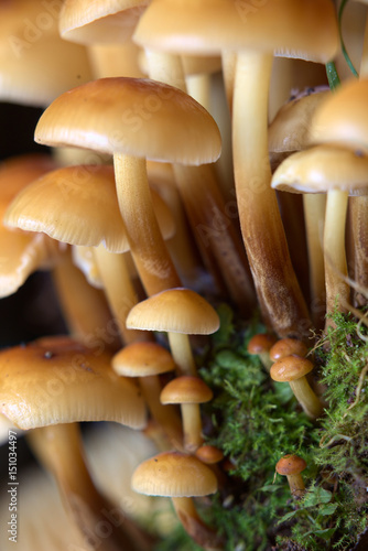 Flammulina velutipes, also known as the winter mushroom