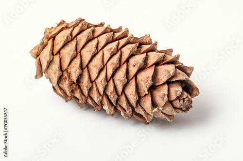 cedar pine cone on a white background