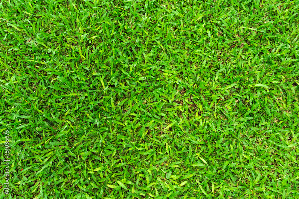 Green grass background, turf grass surface abstract as soccer field Green grass background, turf grass surface abstract as soccer field