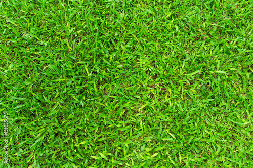 Green grass background, turf grass surface abstract as soccer field