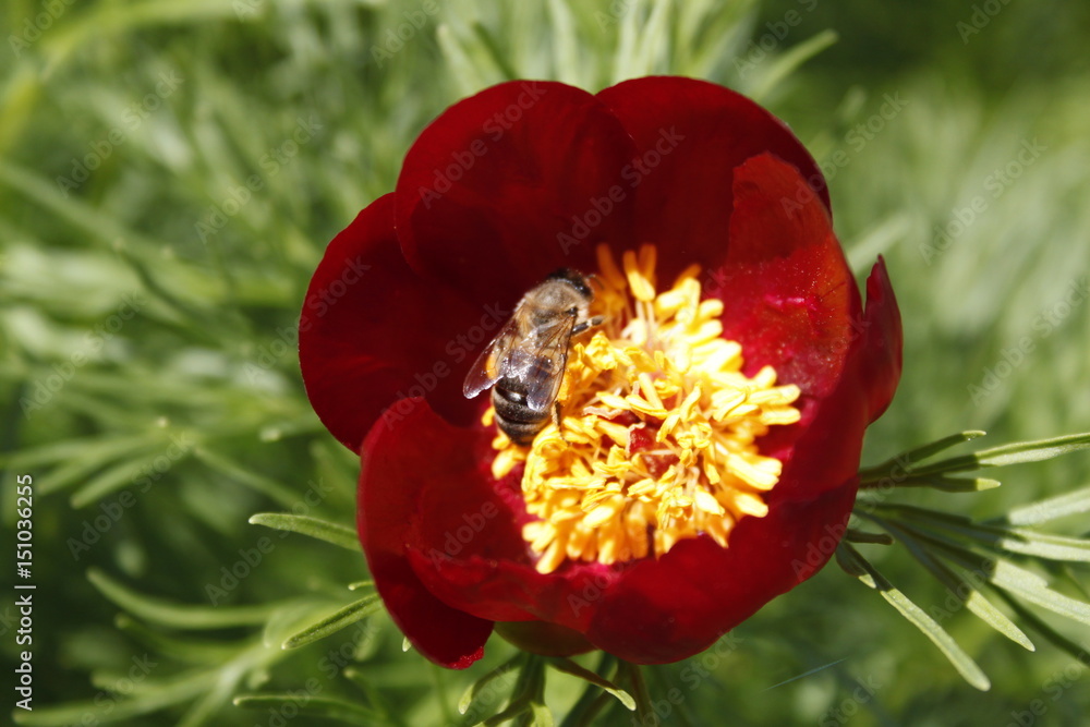 Fototapeta premium Flower 2245