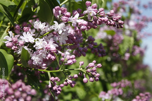 Wallpaper Mural Lilac Torontodigital.ca
