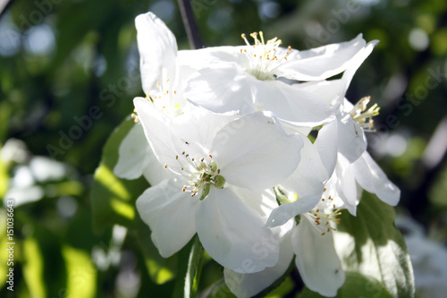 Apple flower