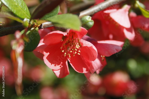 Red flower