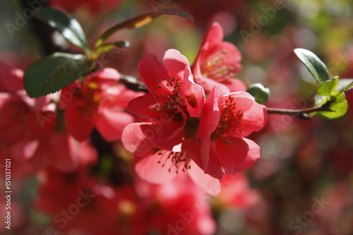 Red flower