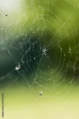 spider -web