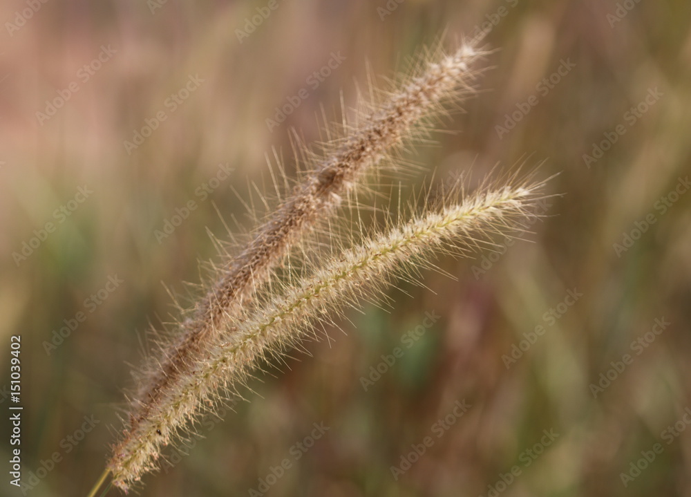 Fodder grass for cattle and cow with blurred background Fodder grass for cattle and cow with blurred background