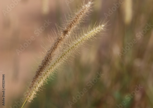 Fodder grass for cattle and cow with blurred background