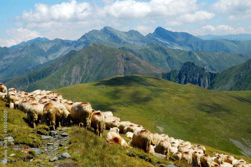 Flock of sheep in the Carpathian mountains. Fagaras mountains, Romania