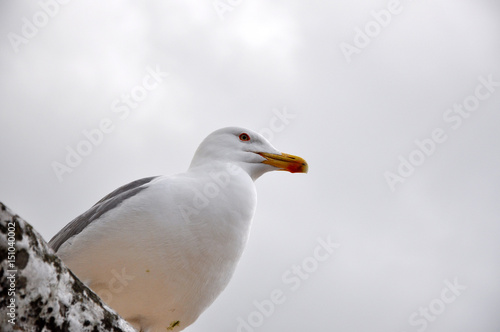 Portrait of a seagull