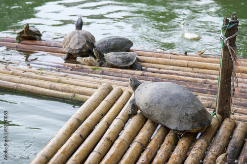 Many turtles are floating on floats.