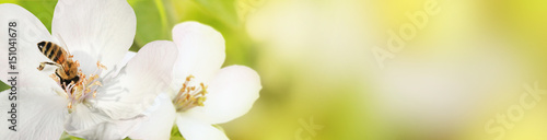 Bee collects nectar (pollen) from the flowers of a flowering quince (Cydonia oblonga) on a green and yellow blurred background of nature, a banner for the site