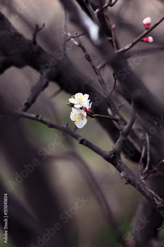 Spring blooming flowers stand out on a branch. Dramatic background, dark and deep.