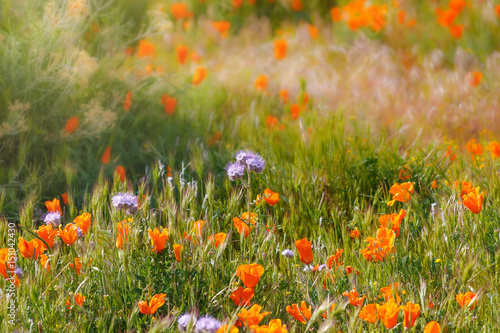 Orange Poppy and Purple Flowers