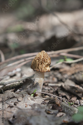 morel - edible spring mushroom photo