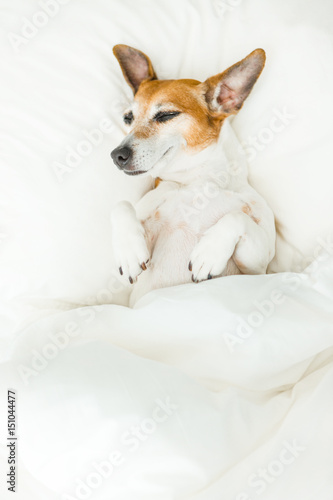 Funny sleeping Jack Russell terrier pup lying under white blanket. relish and relax