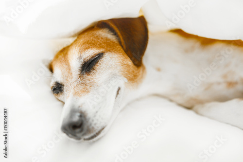 Fototapeta Naklejka Na Ścianę i Meble -  Close up portrait sweet smiling small dog lying sleeping in the white bed. Happy relaxed weekend morning. Sweet dreams.