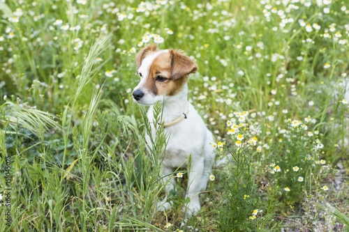 cute small young dog among the flowers and green grass. Spring. Love for animals concept. Pets.