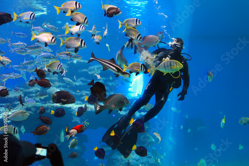 diver is feeding fishes in the Shark Pool of Coral World Underwater Observatory aquarium in Eilat, Israel. photo