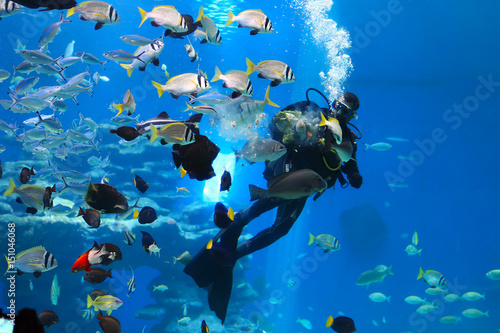 diver is feeding fishes in the Shark Pool of Coral World Underwater Observatory aquarium in Eilat, Israel.