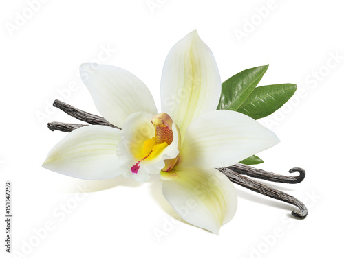 Vanilla flower sticks and leaves isolated