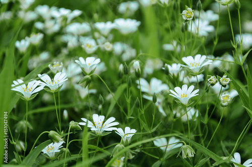 White delicate flowers on the green grass in the forest