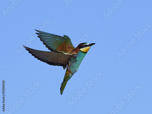 European bee-eater (Merops apiaster) © dennisjacobsen