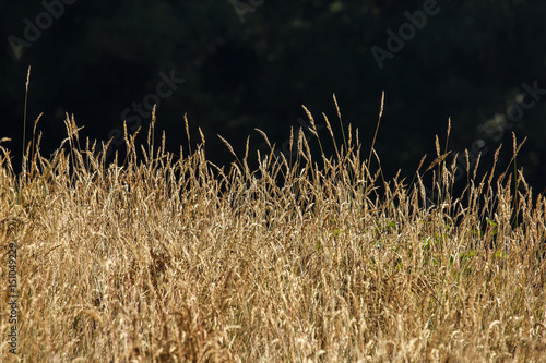 Dry Grass Savannah Field in Summer