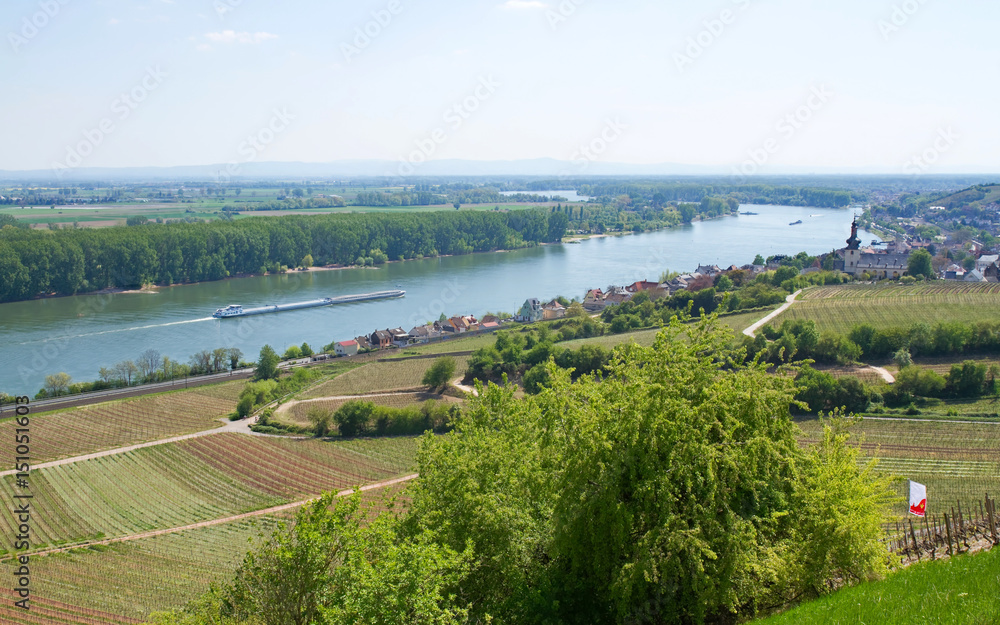   Weinberge in Rheinhessen mit Panoramablick über den Rhein